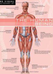 The Human Being
