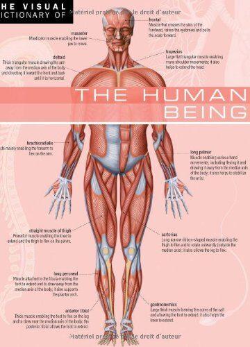 The Human Being