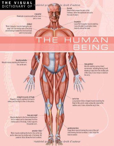 The Human Being